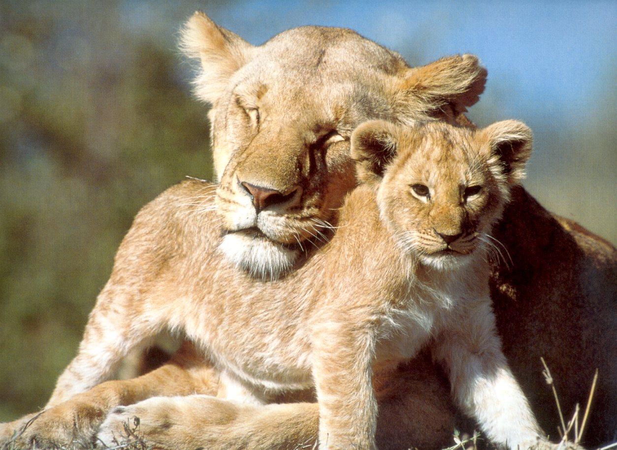 All World Wallpapers: Beautiful Baby Animals Wallpapers