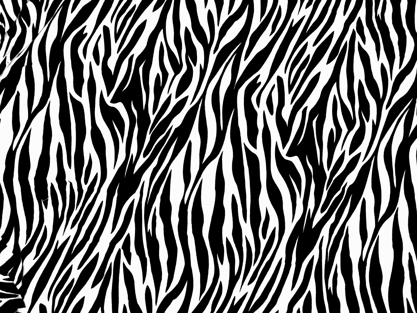 Zebra Print - Animals Photos