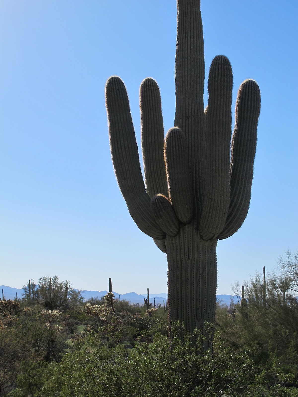 On the Road to Sells Arizona Dan330