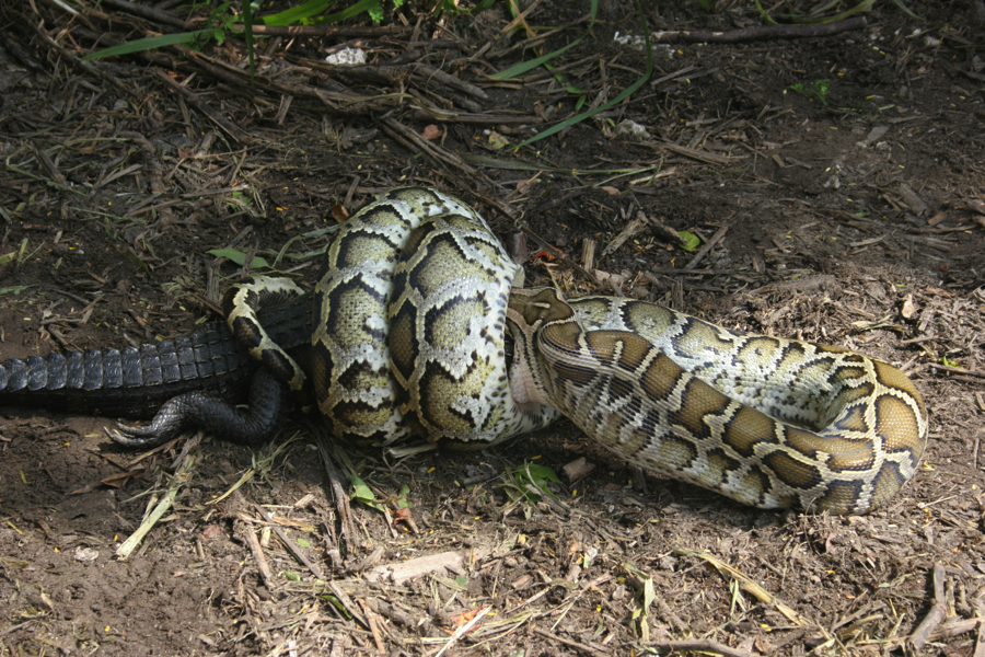 the invasion of the burmese pythons in the everglade national park Pythons are also particularly difficult to remove because of the everglades' dense , it is for these reasons that the national park service has declared pythons to be a “major python patrol: stopping a burmese python invasion, the nature. the invasion of the burmese pythons in the everglade national park Pythons are also particularly difficult to remove because of the everglades' dense , it is for these reasons that the national park service has declared pythons to be a “major python patrol: stopping a burmese python invasion, the nature.