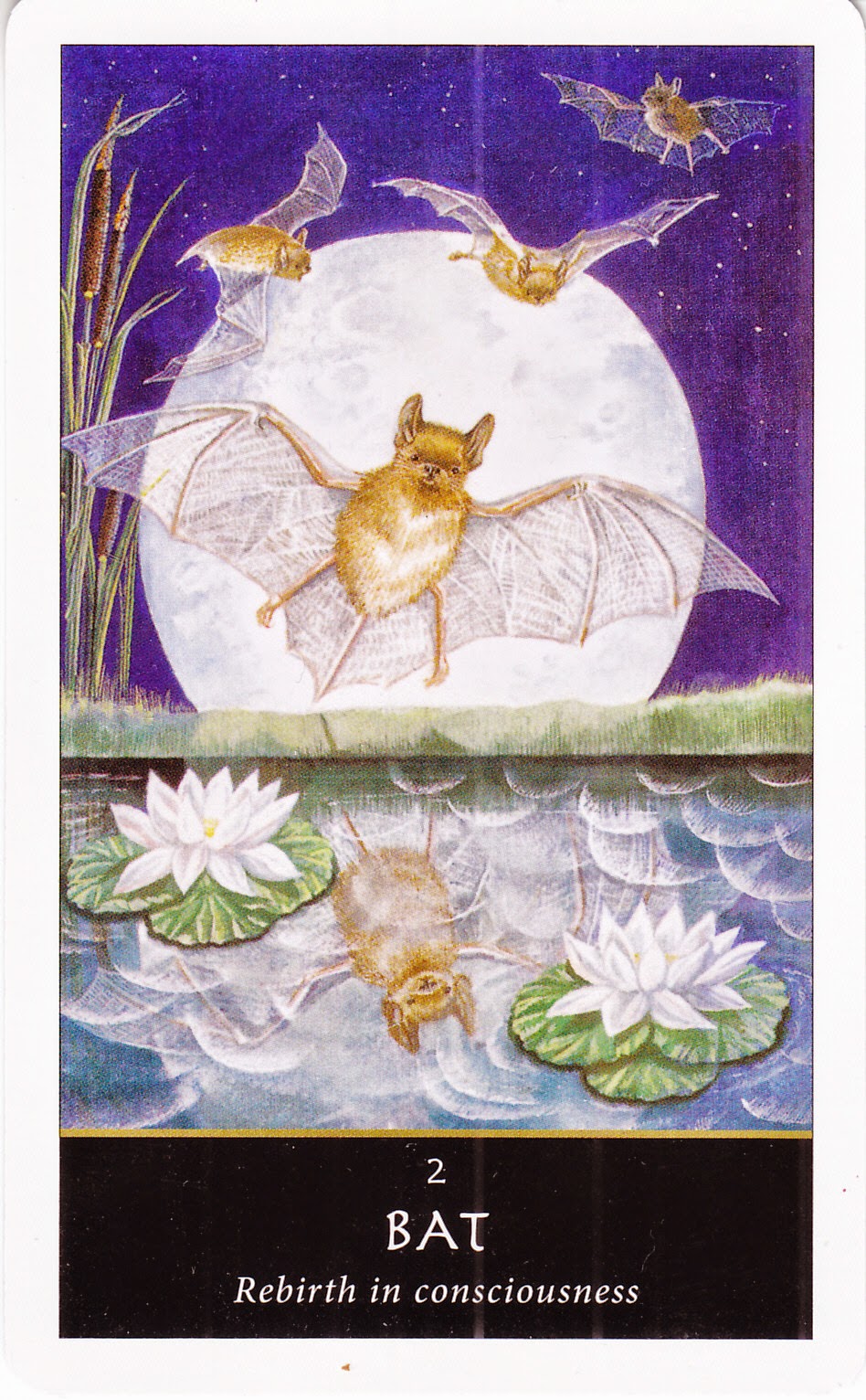 Rowan Tarot Bats in the Belfry