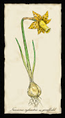 Narcissus sylvestris ssp. giraffodil