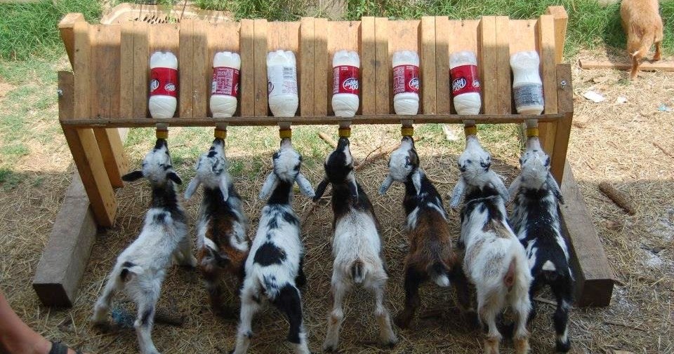 Garden and Farms Multiple Goat Kid Feeder