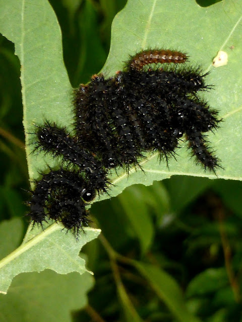 Automeris cecrops pamina caterpillar Automeris cecrops pamina caterpillar