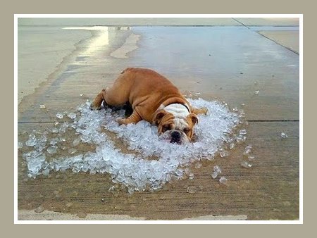 Bulldog On Ice