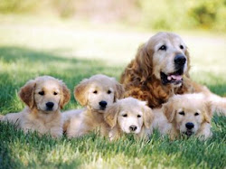Cães também amam viver em família...