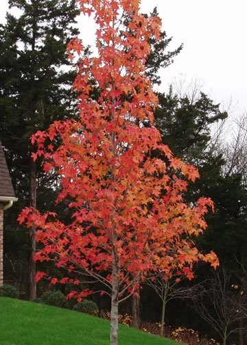 between the sycamores 254 365 sweet gum ball between the sycamores 254 365 sweet gum ball