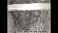 Rats sleeping in the nest box