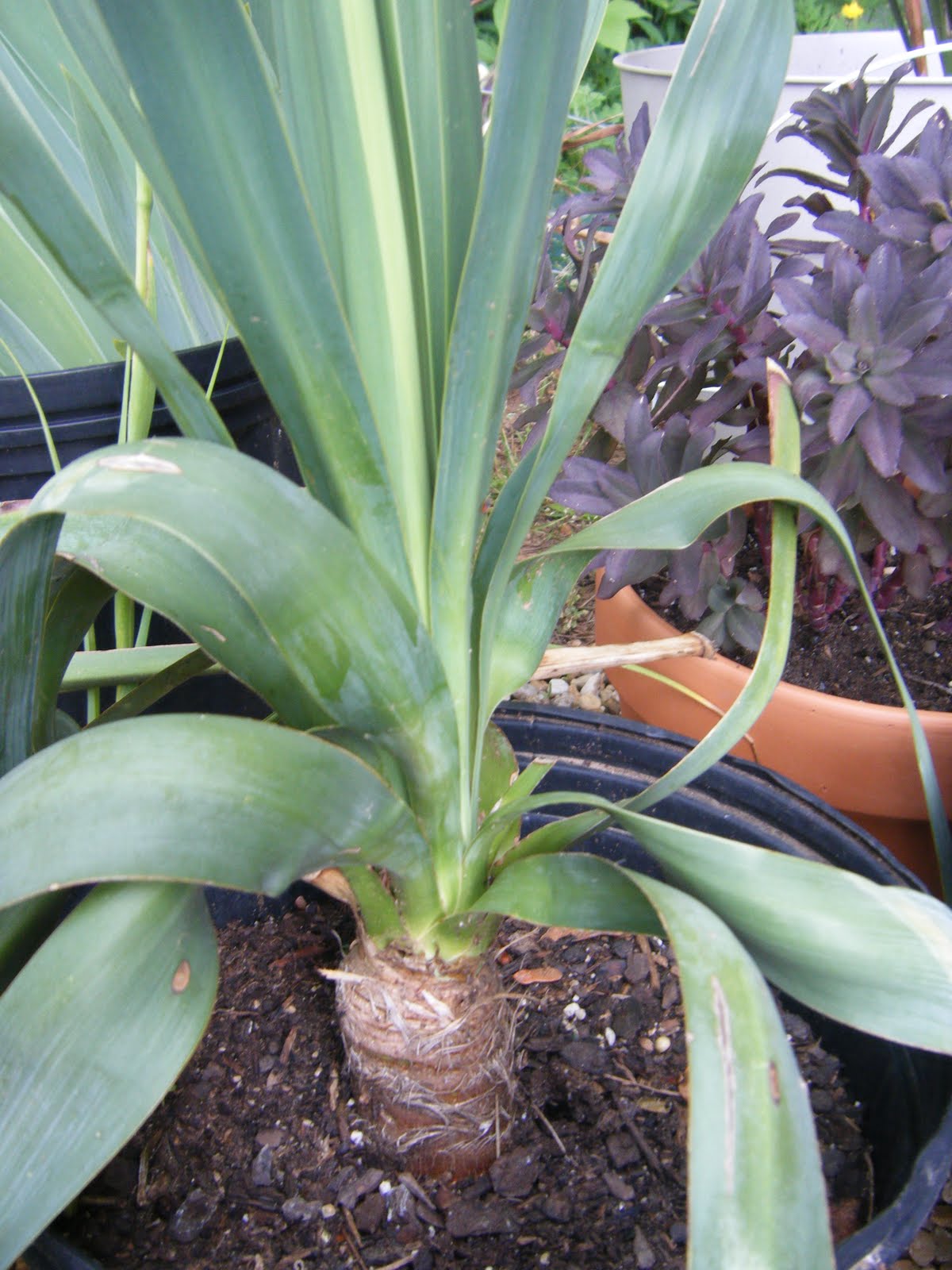 Red Dirt Memories How to Start a New Yucca Plant