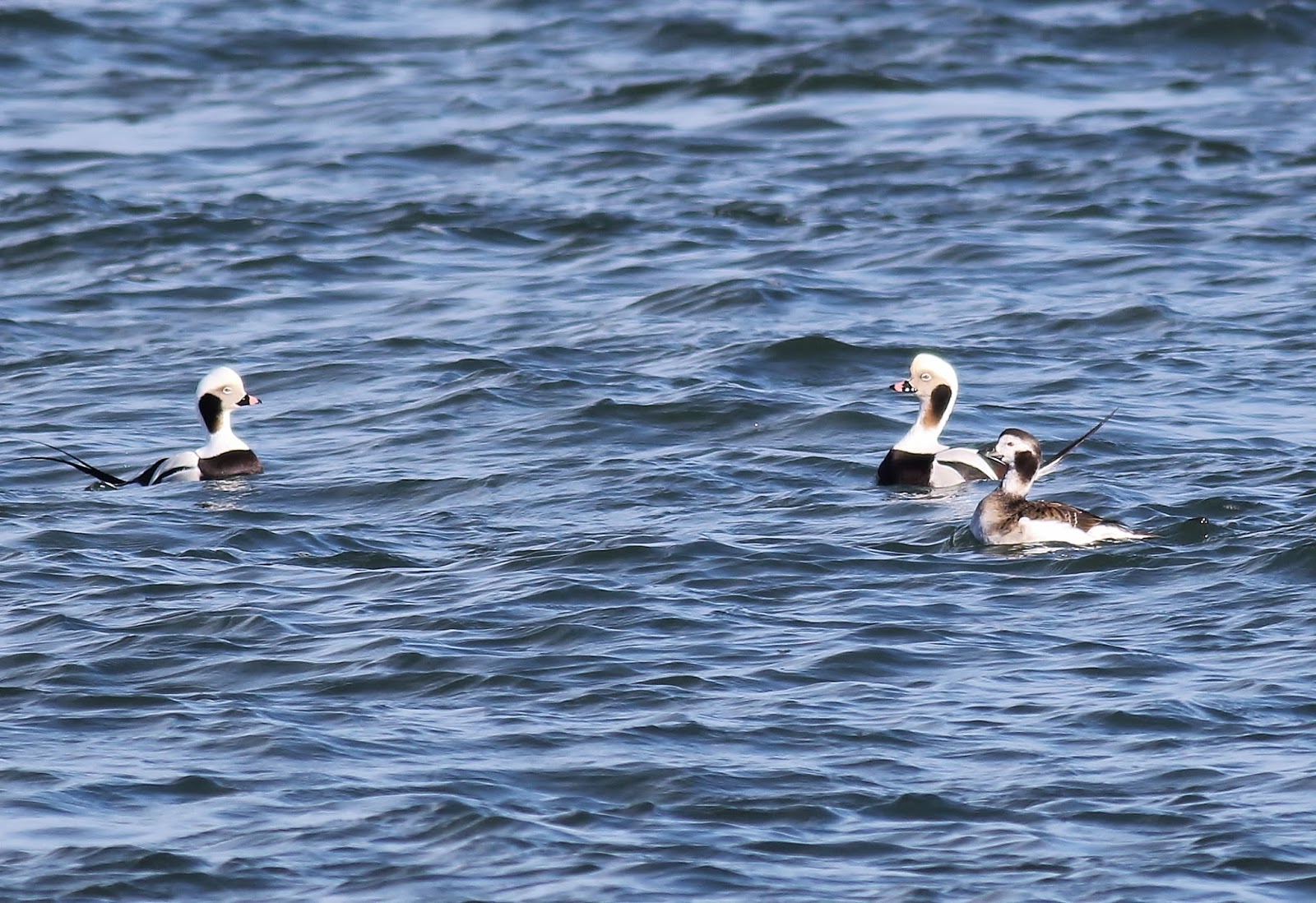 Nature on the Edge of New York City Longtailed Ducks in NY Harbor
