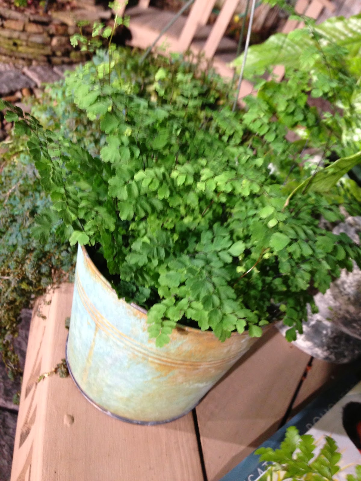 Chris H. Olsen Online Blog Delicate Indoor Ferns that are Easy to Grow