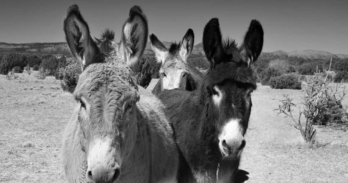 The 7MSN Ranch UPDATE Dear Van Horn, Texas, thank you for doing the