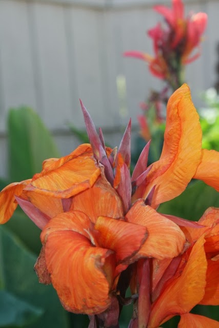 bulbs cannas fall care canna dig tender