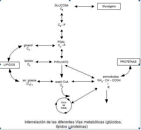 Reacciones metabolicas catabolicas y anabolicas