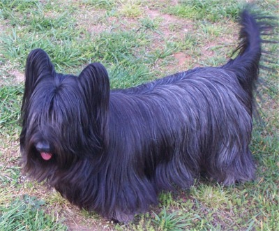 black skye terrier
