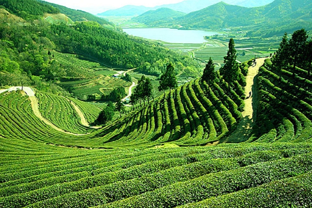 Darjeeling India Pictures HD Desktop Wallpaper Collections