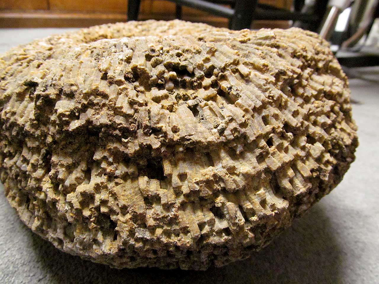 Louisville Fossils and Beyond Favosites Coral Fossil