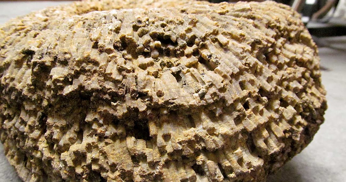 Louisville Fossils and Beyond Favosites Coral Fossil