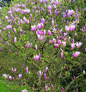 www.mylifewithphotographs.com magnolia