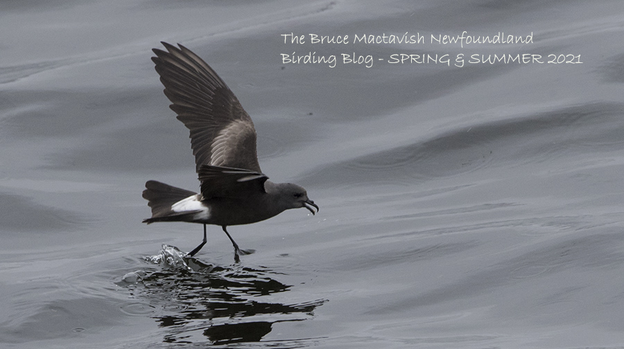 The Bruce Mactavish Newfoundland Birding Blog