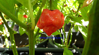 Trinidad 7 Pot, Trinidad Butch T Scorpion seeds