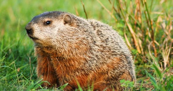Thought Download: Day 69: Six Reasons Why Groundhogs Are Evil