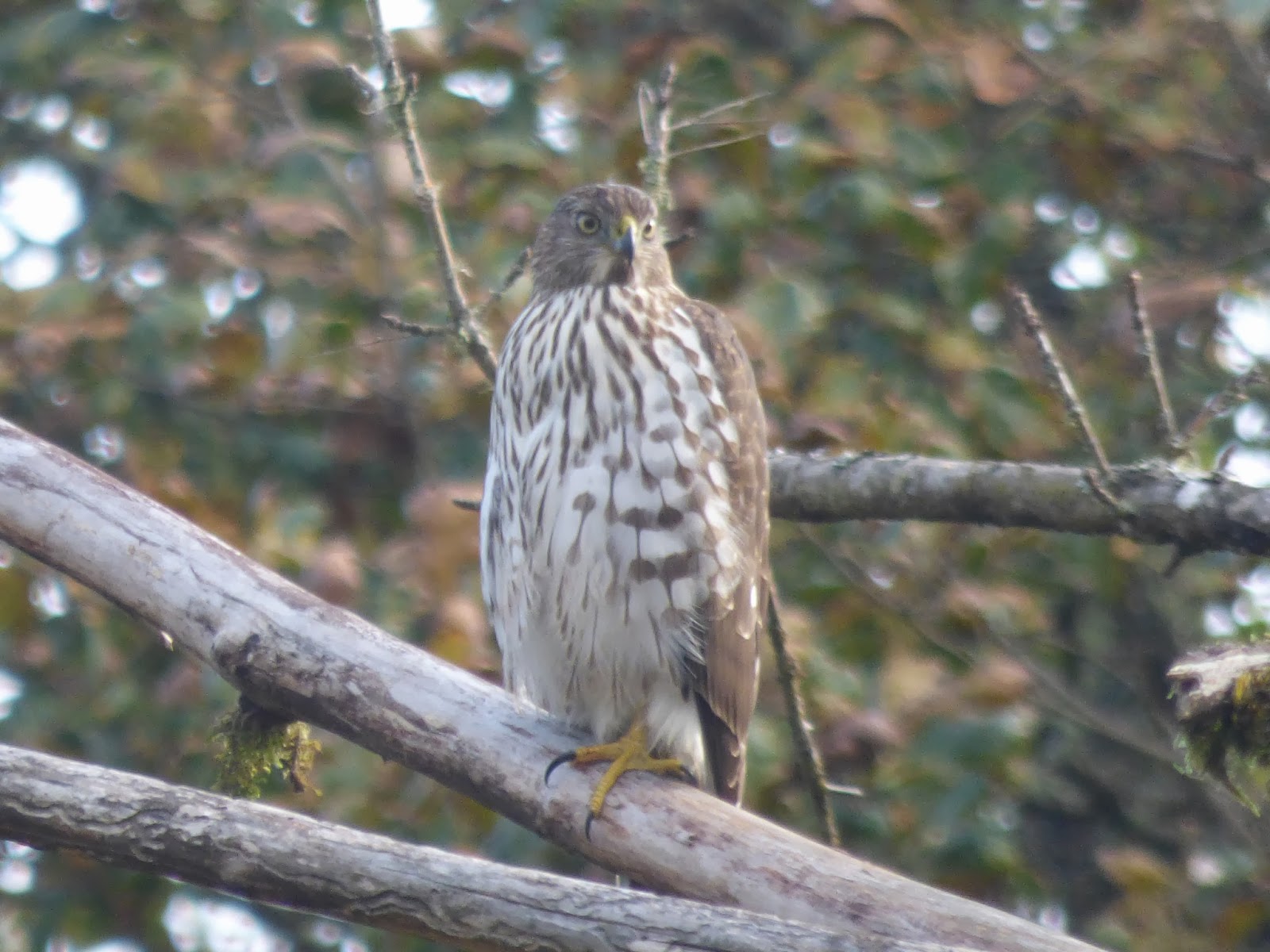 Birds: Juvenile Cooper's Hawk