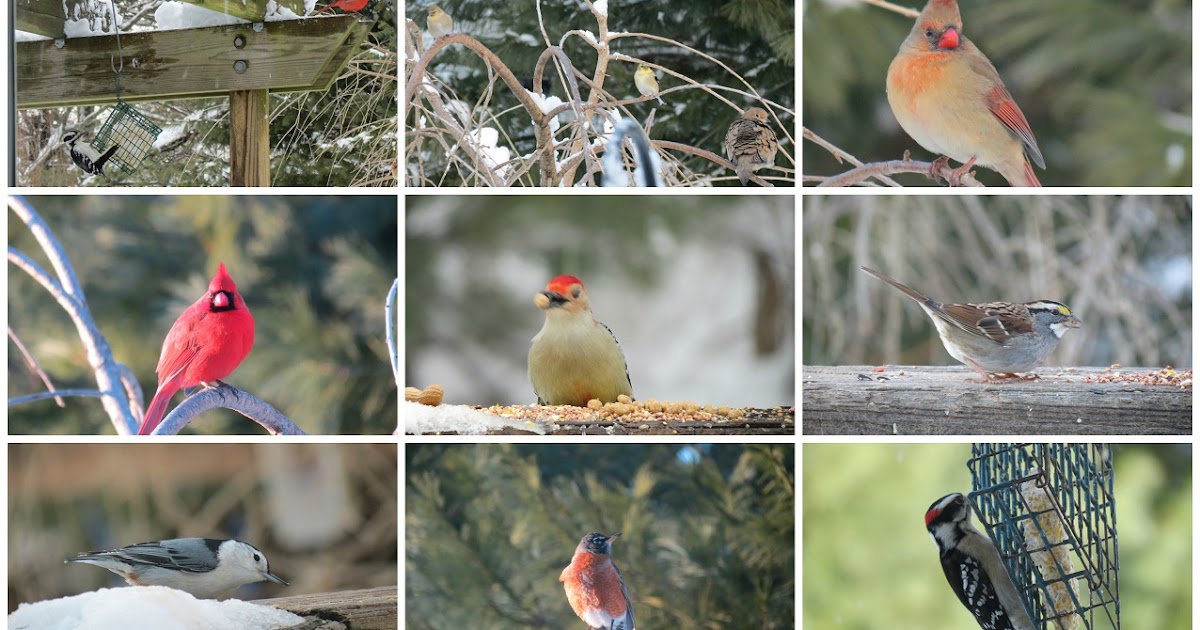 Birding Is Fun! The Great Backyard Bird Count