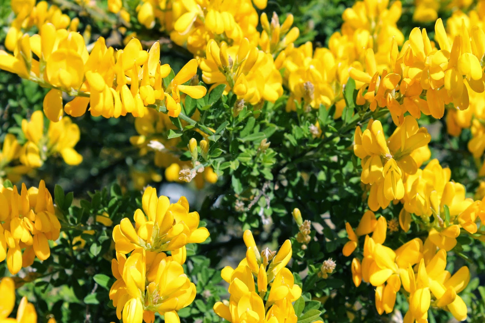 Yellow tree (species unknown) Yellow tree (species unknown)