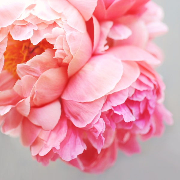 Beautiful Pink Flower | www.elisemcdowell.com
