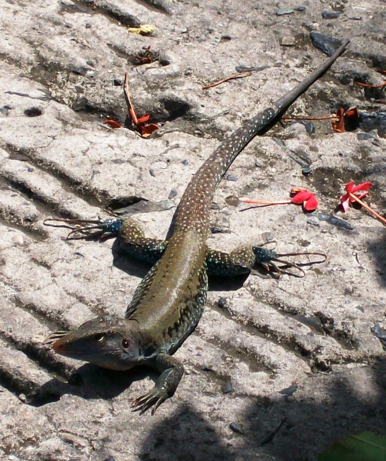 The BVIs Basset's View of the Islands Puerto Rican Ground Lizard