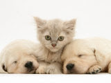 Precious Dog & Cat posters & Prints