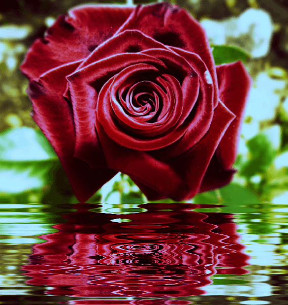 GIFS E CORES Rosas com Gifs de água