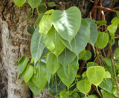 Bo-Tree (Ficus Religiosa) Overview, Health Benefits, Side effects