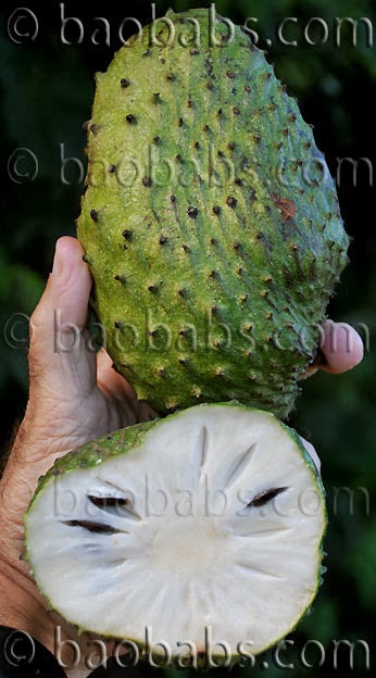 All Natural Remedy Breast Cancer All Natural Remedy Breast Cancer