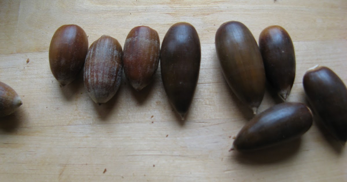 Rooted in California Acorns The Harvest