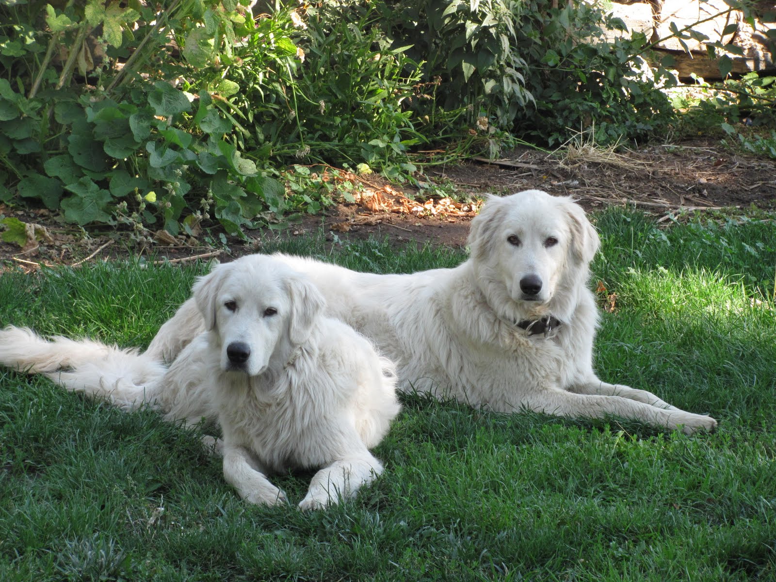 Range to Range About Livestock Guardian Dogs