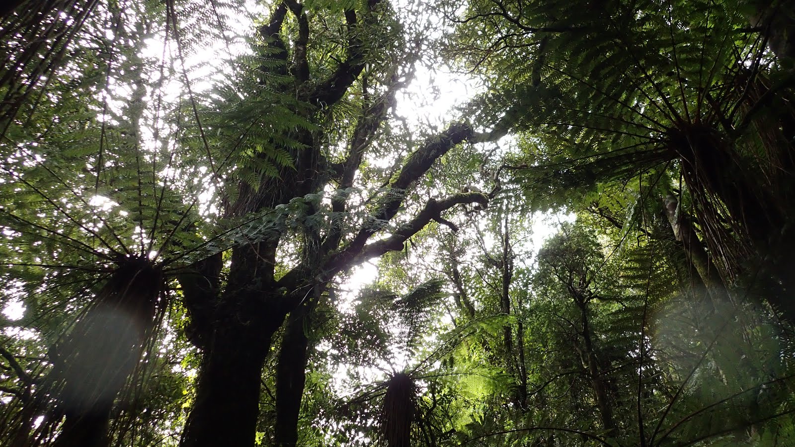 Pukaka walk: Ferns and trees and raindrops