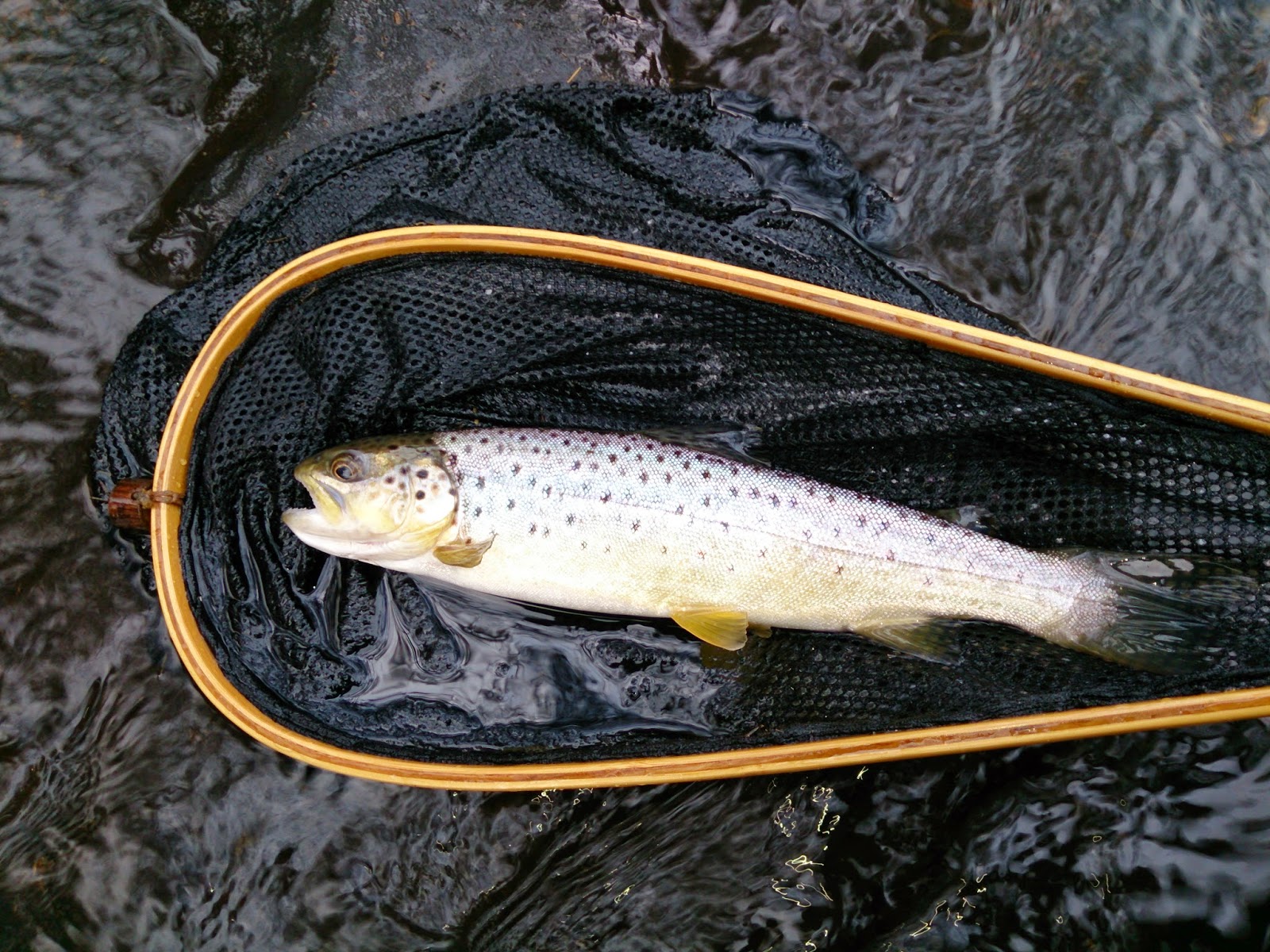 Zwakala River Retreat Brown Trout in the Broederstroom River