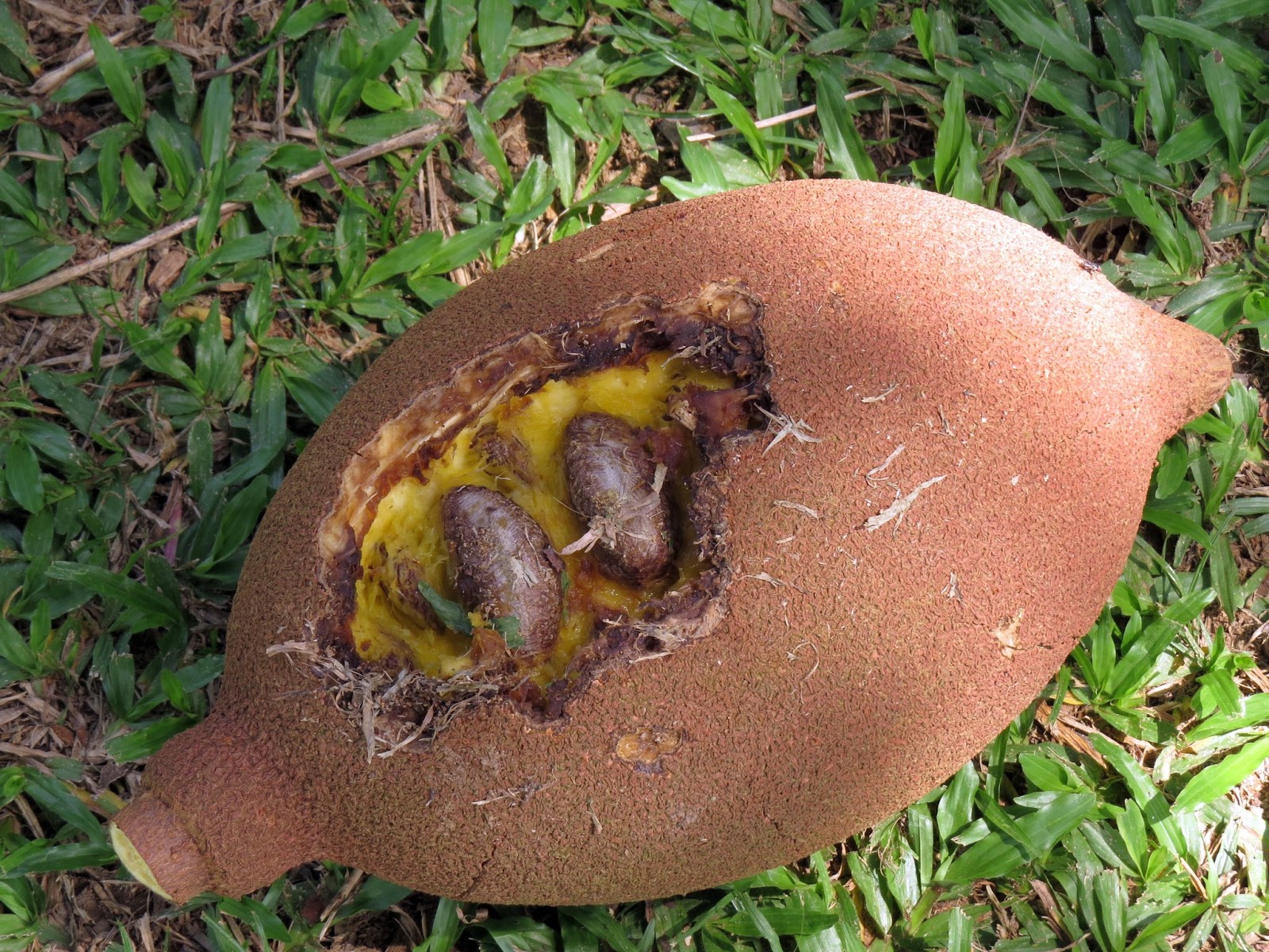 keluak fruit celsius pulling closer walk