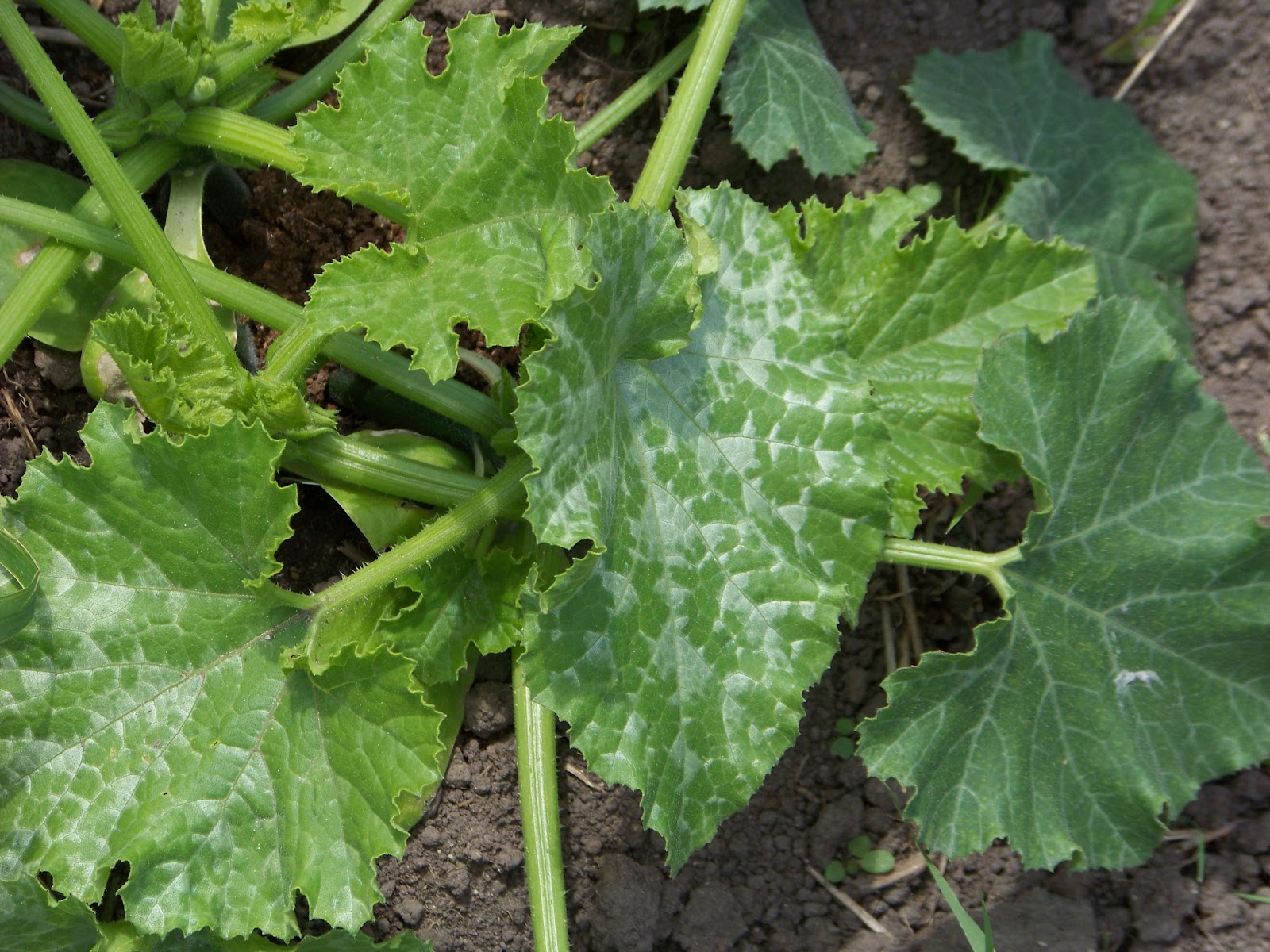 Iron Oak Farm Powdery Mildew on Zucchini