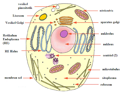 Struktur Dan Fungsi Retikulum Endoplasma Pdf Free