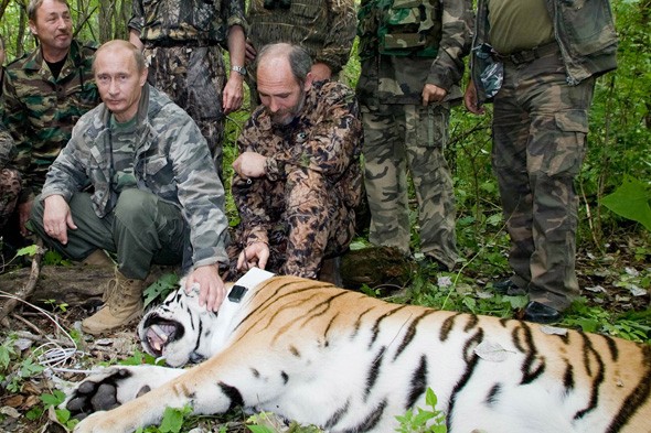 Putin+tiger.jpg