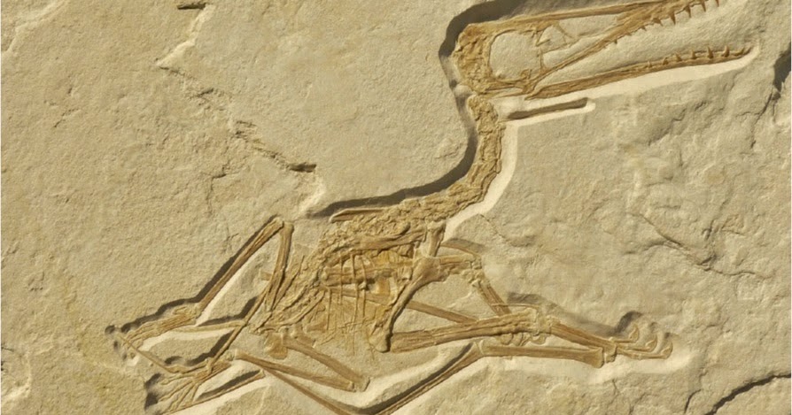 Togel Germany 4D Hari Ini
, A Young Intermediate Pterosaur From Germany Pterosaur Net Blog