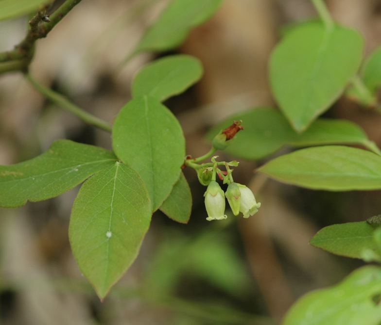 Field Biology in Southeastern Ohio Woody Plant Blooms