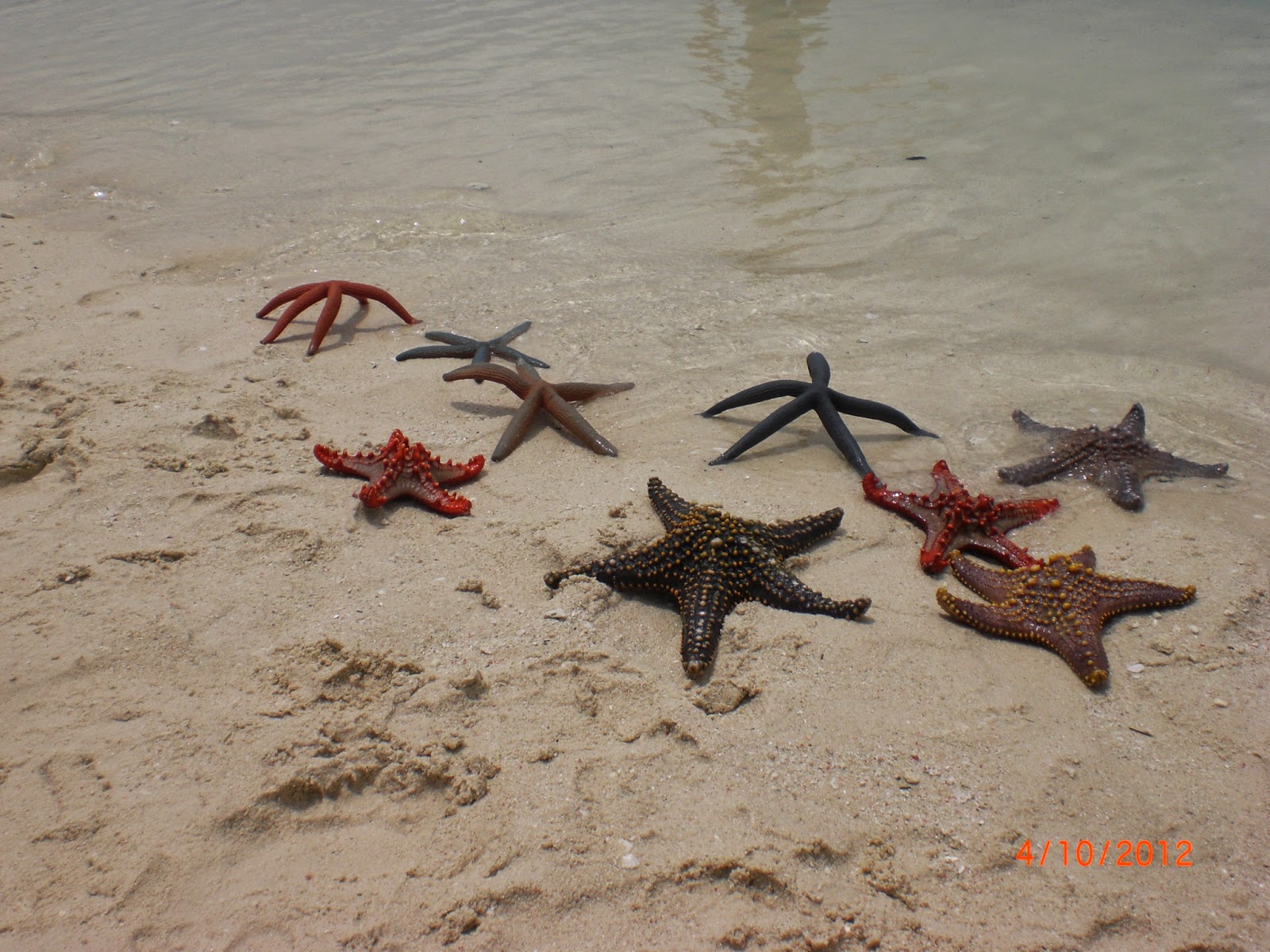 Frasi Belle Sulle Stelle Marine