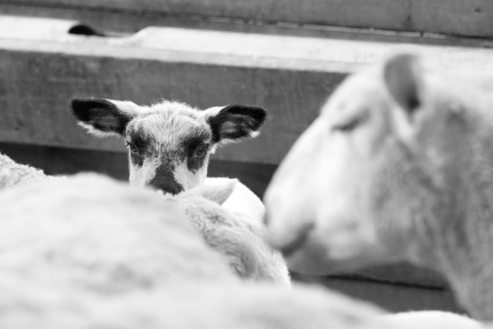 Premier Farm Diary Lambing Jug Basics