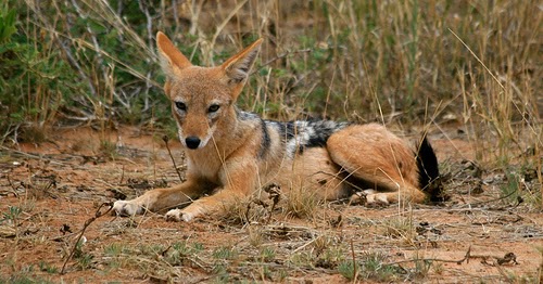 Jakal ~ Animals Images