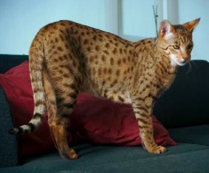 Asherah Cat, Snow Ashera Cat, Ashera Cat Breeder, Royal Ashera Cat