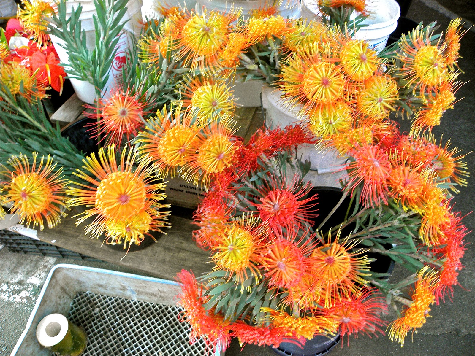 A Breath of Fresh Air To Market on the Kona Coast........